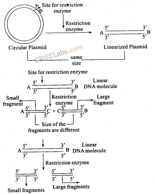 NCERT Exemplar Class 12 Biology Chapter 11 Biotechnology Principles and Processes Img 1
