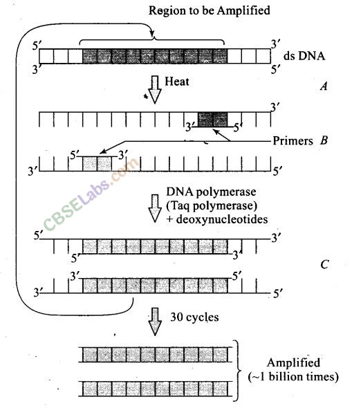 NCERT Exemplar Class 12 Biology Chapter 11 Biotechnology Principles and Processes Img 2