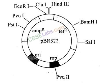 NCERT Exemplar Class 12 Biology Chapter 11 Biotechnology Principles and Processes Img 4