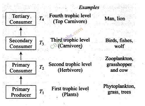 NCERT Exemplar Class 12 Biology Chapter 14 Ecosystem Img 1