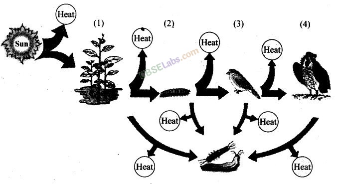 NCERT Exemplar Class 12 Biology Chapter 14 Ecosystem Img 3