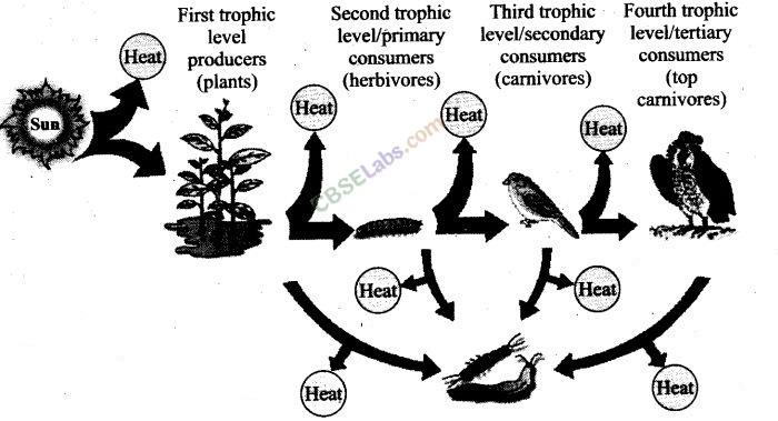 NCERT Exemplar Class 12 Biology Chapter 14 Ecosystem Img 4