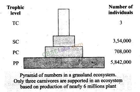 NCERT Exemplar Class 12 Biology Chapter 14 Ecosystem Img 5