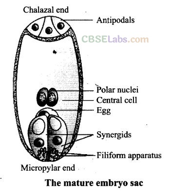 NCERT Exemplar Class 12 Biology Chapter 2 Sexual Reproduction in Flowering Plants Img 10