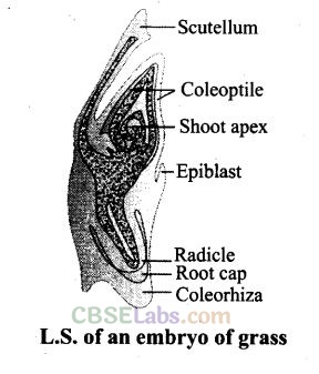 NCERT Exemplar Class 12 Biology Chapter 2 Sexual Reproduction in Flowering Plants Img 14
