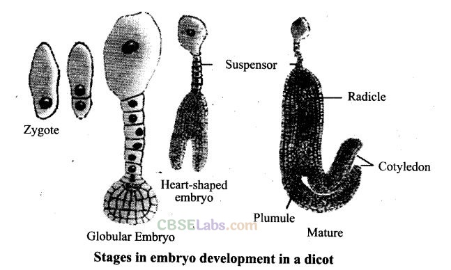 NCERT Exemplar Class 12 Biology Chapter 2 Sexual Reproduction in Flowering Plants Img 17