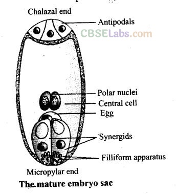 NCERT Exemplar Class 12 Biology Chapter 2 Sexual Reproduction in Flowering Plants Img 18
