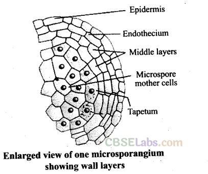 NCERT Exemplar Class 12 Biology Chapter 2 Sexual Reproduction in Flowering Plants Img 19