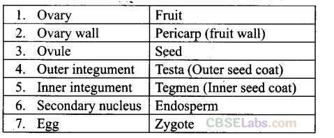 NCERT Exemplar Class 12 Biology Chapter 2 Sexual Reproduction in Flowering Plants Img 3