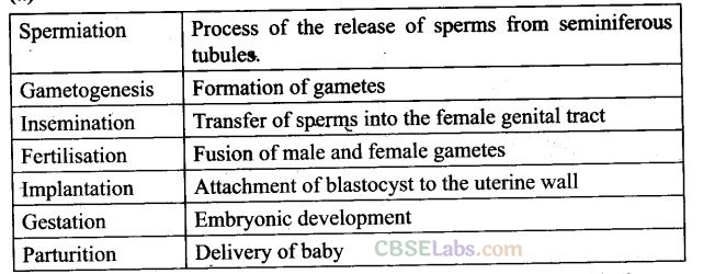 NCERT Exemplar Class 12 Biology Chapter 3 Human Reproduction Img 1