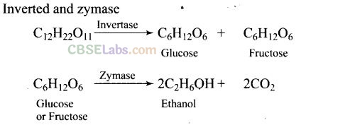 NCERT Exemplar Class 12 Chemistry Chapter 11 Alcohols, Phenols and Ethers Img 36