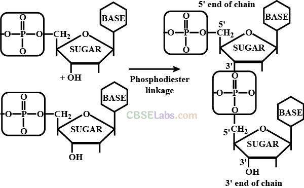 NCERT Exemplar Class 12 Chemistry Chapter 14 Biomolecules Img 34