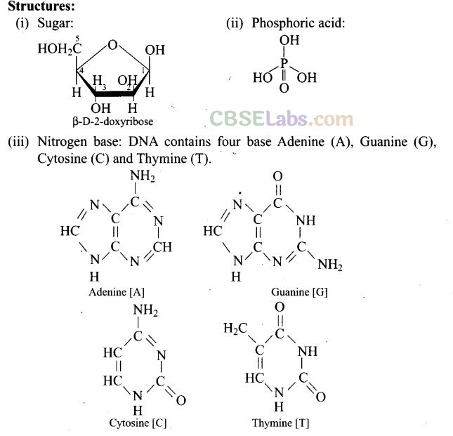 NCERT Exemplar Class 12 Chemistry Chapter 14 Biomolecules Img 49