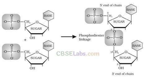 NCERT Exemplar Class 12 Chemistry Chapter 14 Biomolecules Img 7