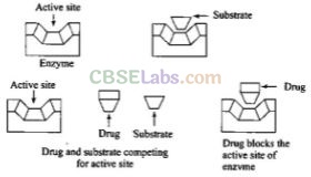 NCERT Exemplar Class 12 Chemistry Chapter 16 Chemistry in Everyday Life Img 20