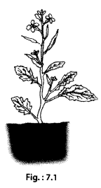 NCERT Exemplar Class 6 Science Chapter 7 Getting to Know Plants img-1