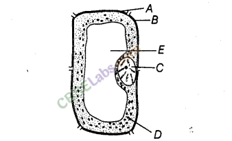 NCERT Exemplar Class 8 Science Chapter 8 Cell Structure and Functions img-4