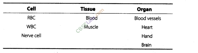 NCERT Exemplar Class 8 Science Chapter 8 Cell Structure and Functions img-7