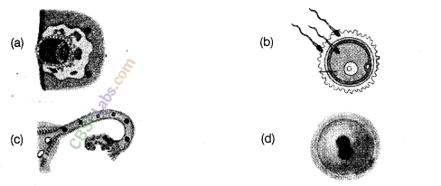 NCERT Exemplar Class 8 Science Chapter 9 Reproduction in Animals img-6