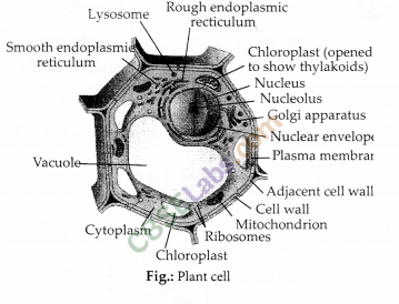 NCERT Exemplar Class 9 Science Chapter 5 The Fundamental Unit of Life img-5