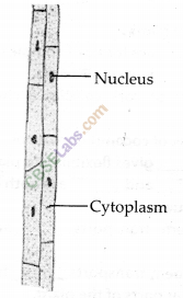 NCERT Exemplar Class 9 Science Chapter 6 Tissues img-1