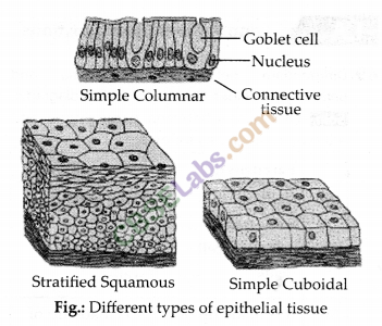 NCERT Exemplar Class 9 Science Chapter 6 Tissues img-5