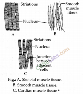 NCERT Exemplar Class 9 Science Chapter 6 Tissues img-6