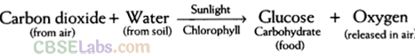 Nutrition in Plants Class 7 Notes Science Chapter 1 img-1