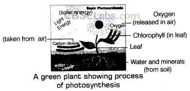 Nutrition in Plants Class 7 Notes Science Chapter 1 - Learn CBSE