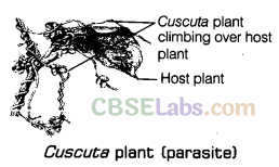 Nutrition in Plants Class 7 Notes Science Chapter 1 img-5