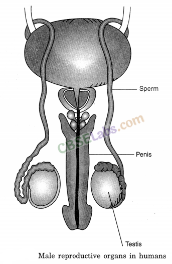 Reproduction in Animals Class 8 Notes Science Chapter 9 img-1