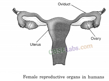Reproduction in Animals Class 8 Notes Science Chapter 9 - Learn CBSE