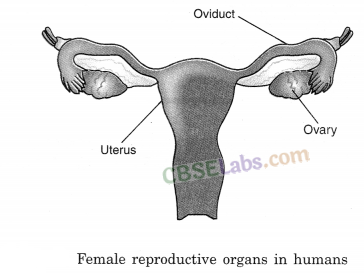 Reproduction in Animals Class 8 Notes Science Chapter 9 img-3