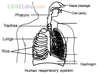 Respiration in Organisms Class 7 Notes Science Chapter 10 img-1