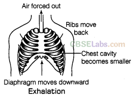 Respiration in Organisms Class 7 Notes Science Chapter 10 img-3