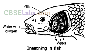 Respiration in Organisms Class 7 Notes Science Chapter 10 - Learn CBSE