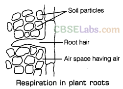 Respiration in Organisms Class 7 Notes Science Chapter 10 img-6