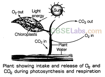 Respiration in Organisms Class 7 Notes Science Chapter 10 - Learn CBSE