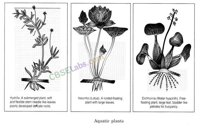 The Living Organisms and Their Surroundings Class 6 Notes Science Chapter 9 img-2