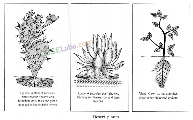 The Living Organisms and Their Surroundings Class 6 Notes Science Chapter 9 img-3