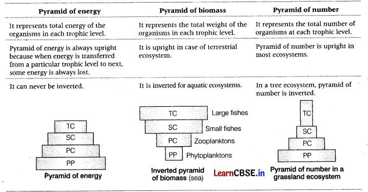 Ecosystem Class 12 Important Questions and Answers Biology Chapter 14 Img 11