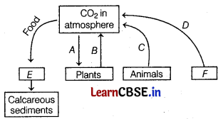 Ecosystem Class 12 Important Questions and Answers Biology Chapter 14 Img 13