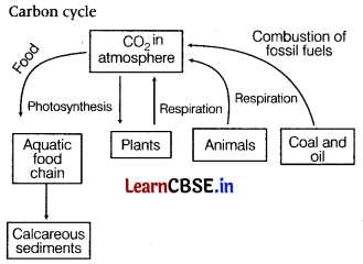 Ecosystem Class 12 Important Questions and Answers Biology Chapter 14 Img 14