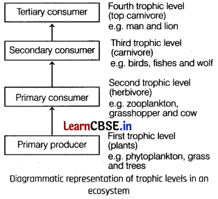 Ecosystem Class 12 Important Questions and Answers Biology Chapter 14 Img 5