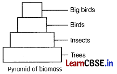 Ecosystem Class 12 Important Questions and Answers Biology Chapter 14 Img 7