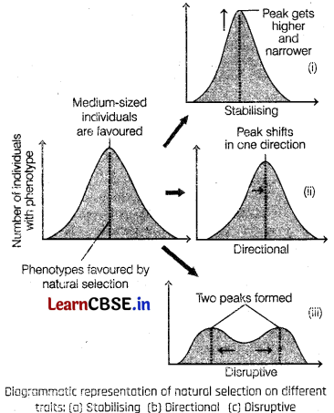 Evolution Class 12 Important Questions and Answers Biology Chapter 7 Img 6