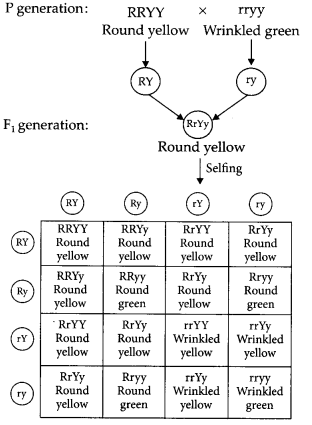 Heredity and Evolution Class 10 Important Questions with Answers Science Chapter 9 Img 1