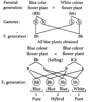 Heredity and Evolution Class 10 Important Questions with Answers Science Chapter 9 Img 20