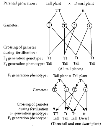 Heredity and Evolution Class 10 Important Questions with Answers Science Chapter 9 Img 22