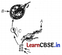 Human Health and Disease Class 12 Important Questions and Answers Biology Chapter 8 Img 4